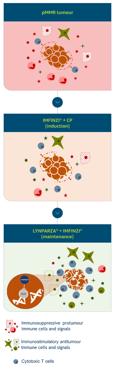 cancer tumour surrounded by cells and signals