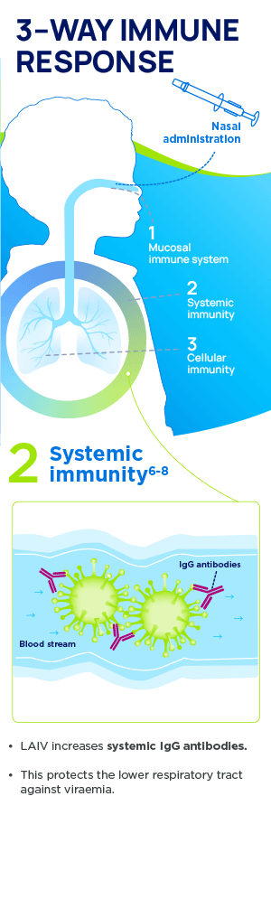 Infographic showing the Fluenz nasal spray flu vaccine mechanism of action. Part 2: Systemic immunity