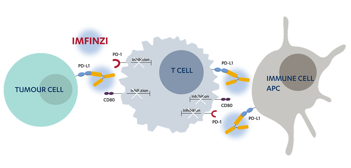 Mechanism of action image of IMFINZI (durvalumab) monoclonal antibody