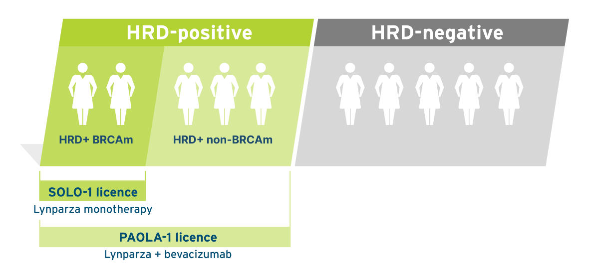 Infographic showing nearly half of aOC patients are HRD+ (incl. BRCAm) and may be eligible for Lynparza in 1L maintenance