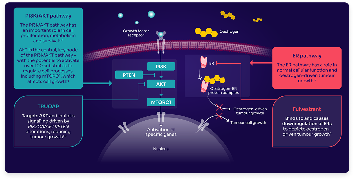Diagram showing the mechanism of action of Truqap plus fulvestrant
