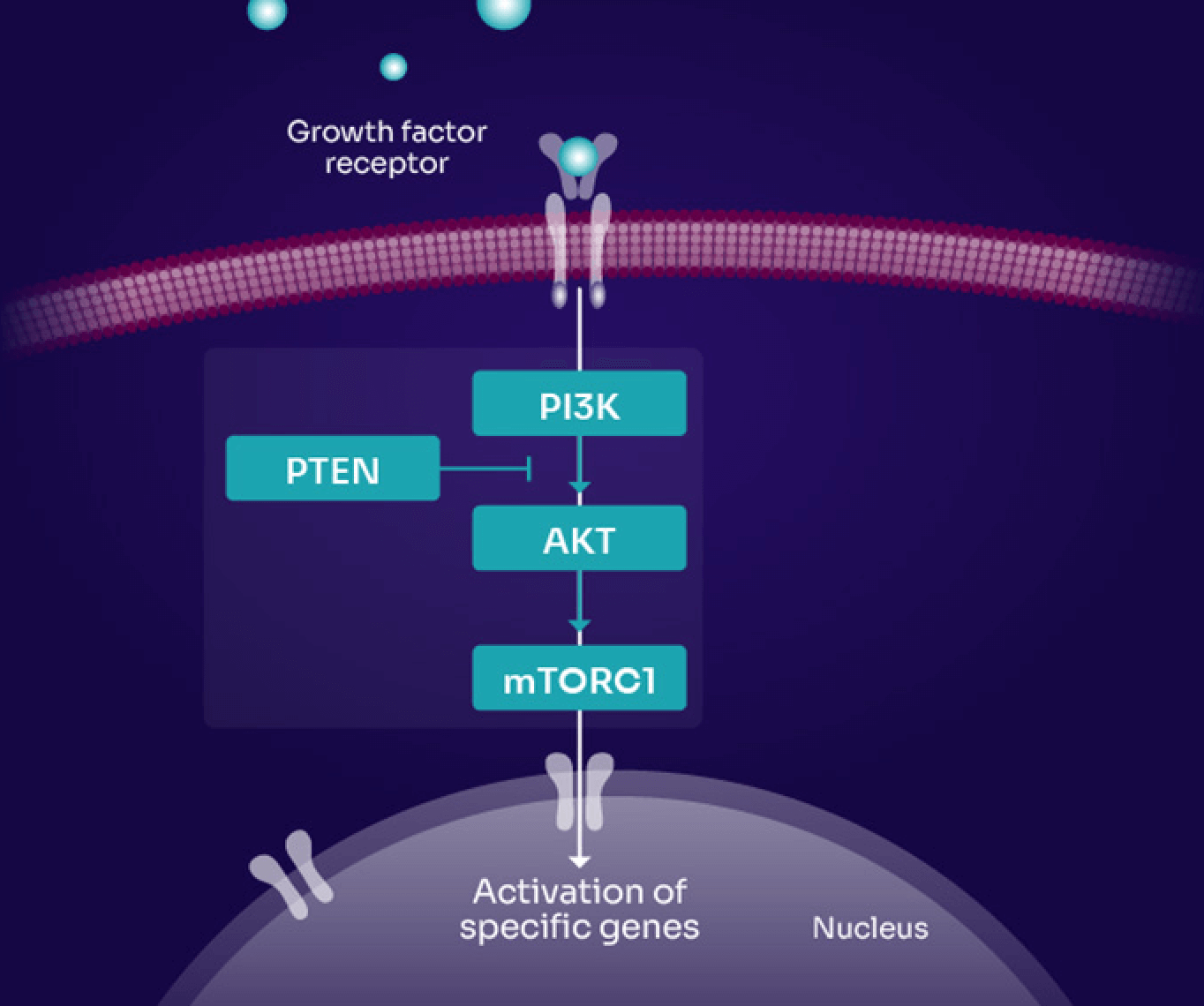 Infographic showing the PI3K/AKT pathway and it’s role in activating specific genes
