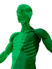 full-musculoskeletal-icon