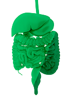 gastrointestinal-icon