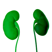 nephropathy-icon