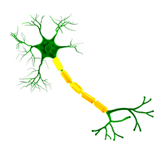 nerve