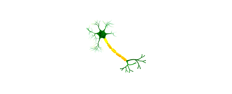 nerve