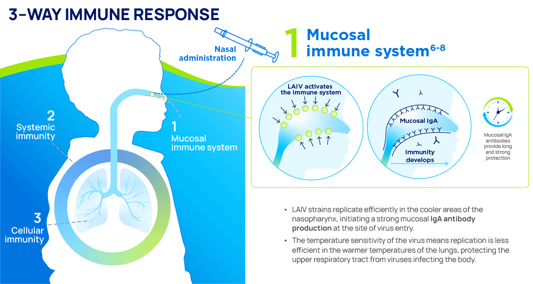 Infographic showing the Fluenz nasal spray flu vaccine mechanism of action. Part 1: Mucosal immune system