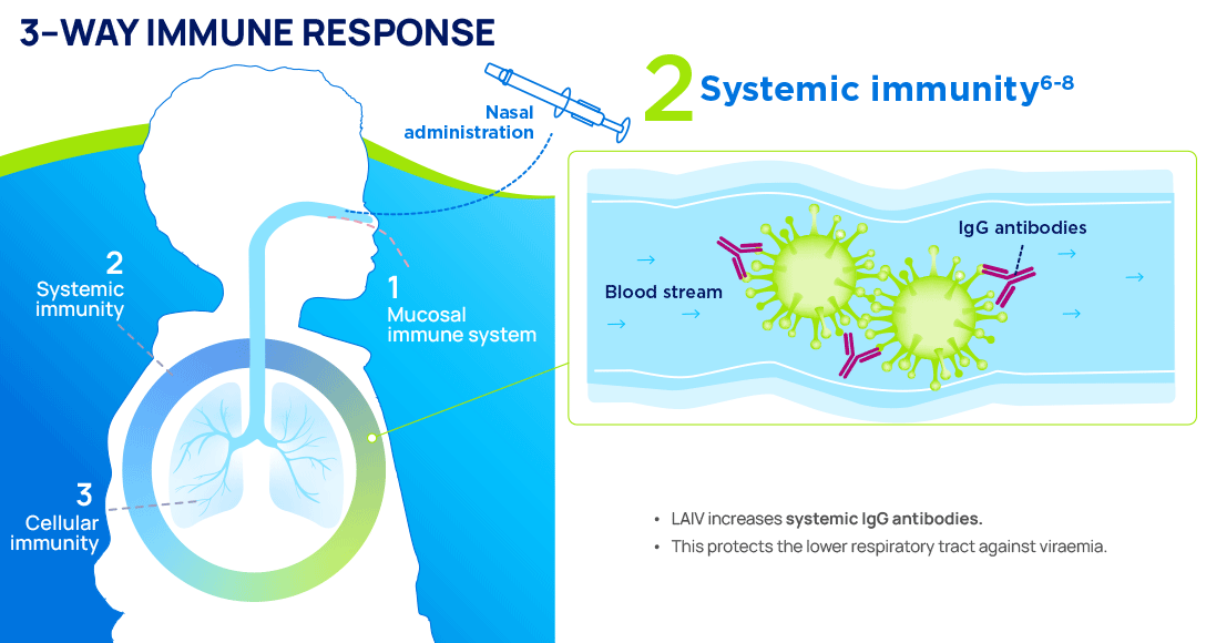 Infographic showing the Fluenz nasal spray flu vaccine mechanism of action. Part 2: Systemic immunity