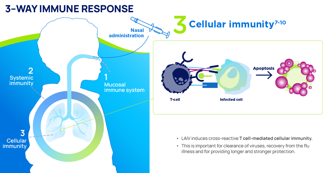 Infographic showing the Fluenz nasal spray flu vaccine mechanism of action. Part 3: Cellular immunity