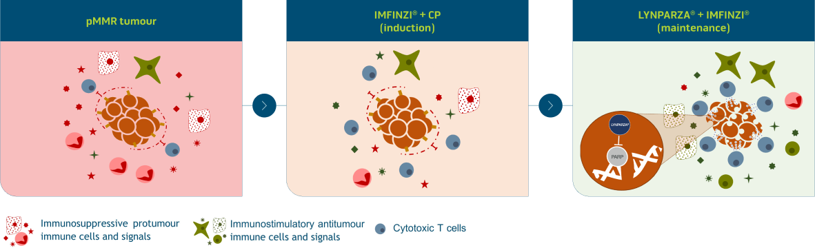 cancer tumour surrounded by cells and signals