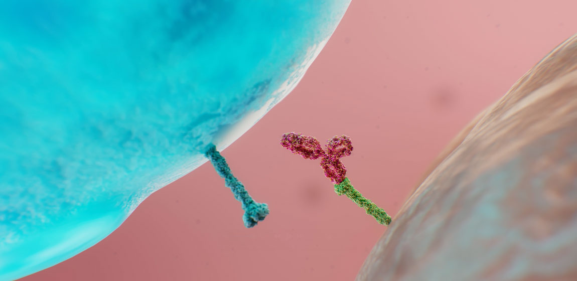 Mechanism of action image of human lungs