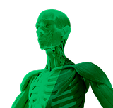 musculoskeletal-icon