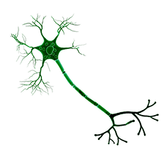 nerve-thin
